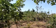 Buy a house with fruit trees in Goredil Gardens, Baku, -17