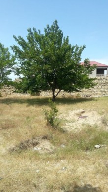 Sale Land, Absheron.r, Novkhani-1