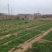 Sale Land, Sabunchu.r, Bilgah, Koroglu.m-12