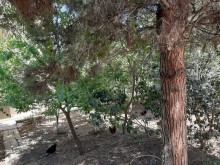 Satılır Villa, Abşeron.r, Novxanı-7