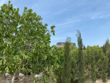 buy land in baku in mardakan village 40 acres, -5