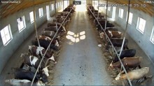 A farm is for sale in Khachmaz with a capacity of 1000 head of bighorns, -3
