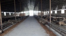 A farm is for sale in Khachmaz with a capacity of 1000 head of bighorns, -5