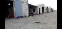 A farm is for sale in Khachmaz with a capacity of 1000 head of bighorns, -7