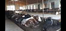 Продается ферма в Хачмазе вместимостью 1000 голов толсторогов, -8
