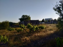 buy land near the Karabakh camp in Pirshagi, -7