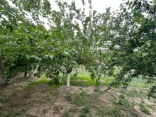 Şaganda Torpaq almaq, -7