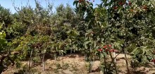 Buy a house with fruit trees in Goredil Gardens, Baku, -18