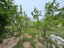 Merdekan qesebesinde cox prestijli bir yerde Torpaq, -2