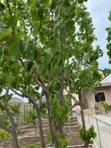 Armudlu bağ evi - Nardaran Ləhic bağlarında dəniz tərəfdə, -2