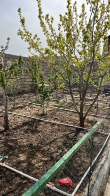 Armudlu bağ evi - Nardaran Ləhic bağlarında dəniz tərəfdə, -3