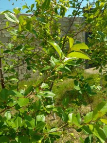 Şüvalan-Qala yolunda 1 mərtəbəli 4 otaqlı həyət evi satılır, -6