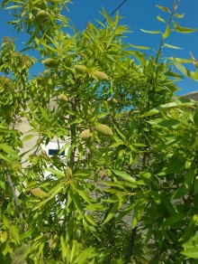 Şüvalan-Qala yolunda 1 mərtəbəli 4 otaqlı həyət evi satılır, -17