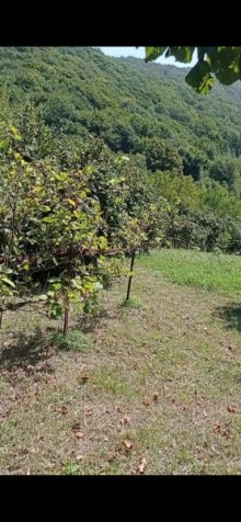 Qax rayonu Qaşqaçay həyət evi, -7