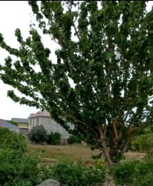 Maştağa Savalan Həyət evi Satılır, -3