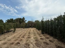 Satılır Torpaq buzovna, -7