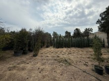 Satılır Torpaq buzovna, -9