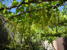 Goradil çimərliyinə yaxın meyvəli bağ evi satılır, -2