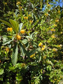 Goradil çimərliyinə yaxın meyvəli bağ evi satılır, -3