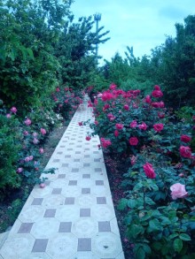 Gəncə şəhərində 1 hektar ərazidə 3 həyət evi olan kompleks satılır, -13