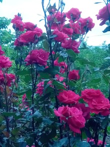 Gəncə şəhərində 1 hektar ərazidə 3 həyət evi olan kompleks satılır, -16