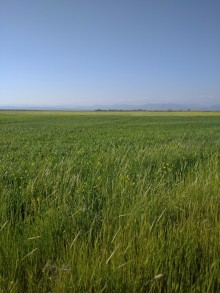 Satılır Torpaq Xacmaz Kənd təsərrüfati təyinatlí, -2