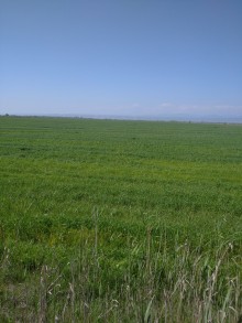 Satılır Torpaq Xacmaz Kənd təsərrüfati təyinatlí, -3