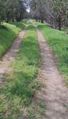 Satılır Torpaq bineqedi-bileceri, -2