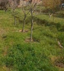 Satılır Torpaq bineqedi-bileceri, -3