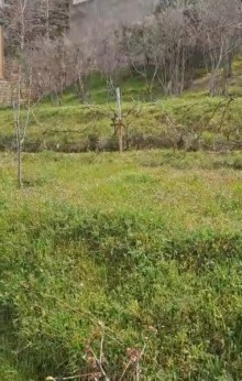 Satılır Torpaq bineqedi-bileceri, -5