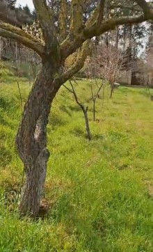 Satılır Torpaq bineqedi-bileceri, -6