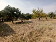 Ceyranbatan Satılır Torpaq, -4