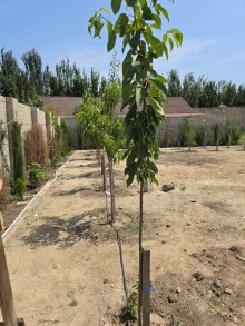 Duz corek restorani ile uzbeuz Şağan qesebesinde Satılır Torpaq, -15